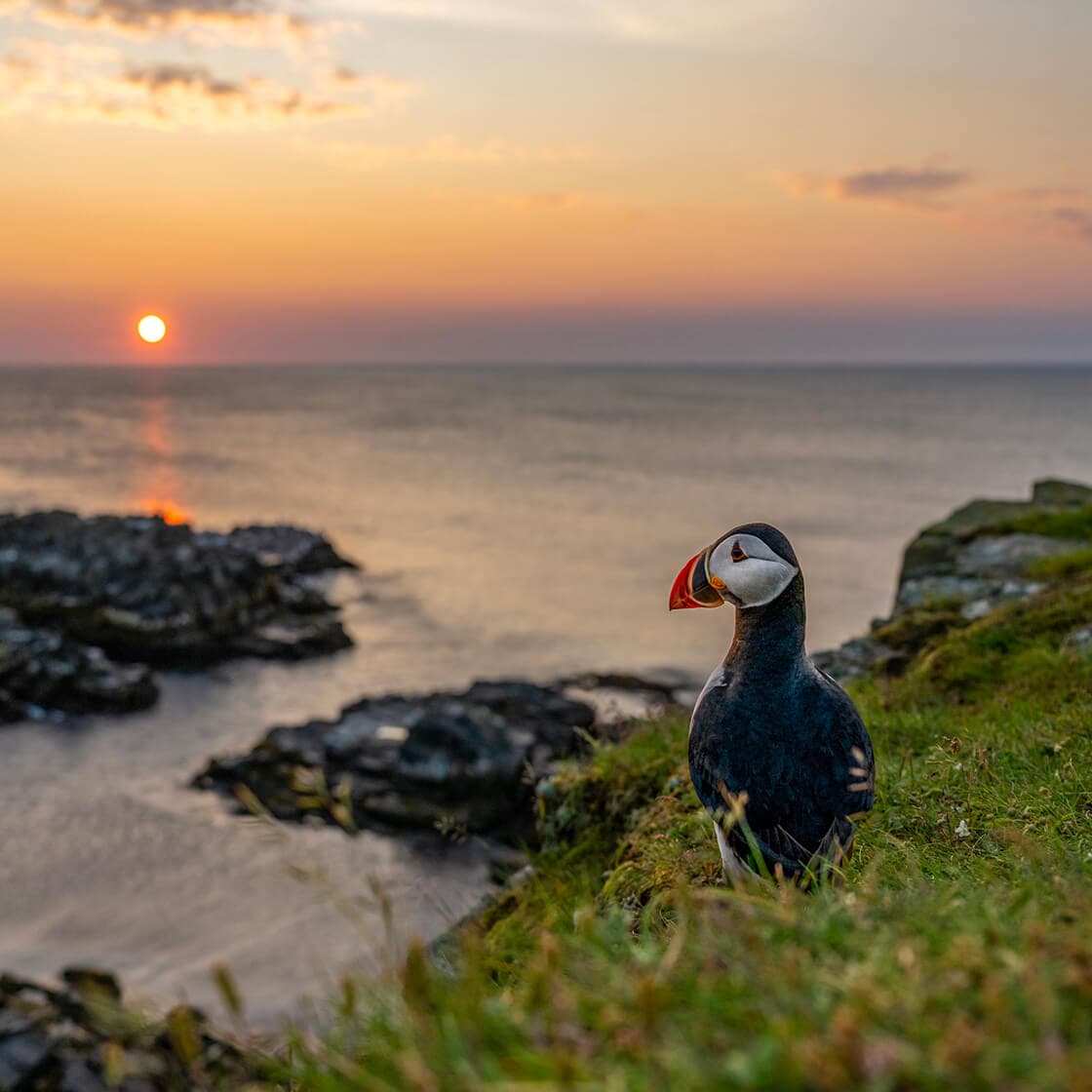 The sweet puffins of Bonavista, Newfoundland